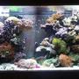 90 gallons reef tank (mostly live coral and fish) - Main display