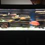 75 gallons freshwater fish tank (mostly fish and non-living decorations) - Blue led with fluorescent