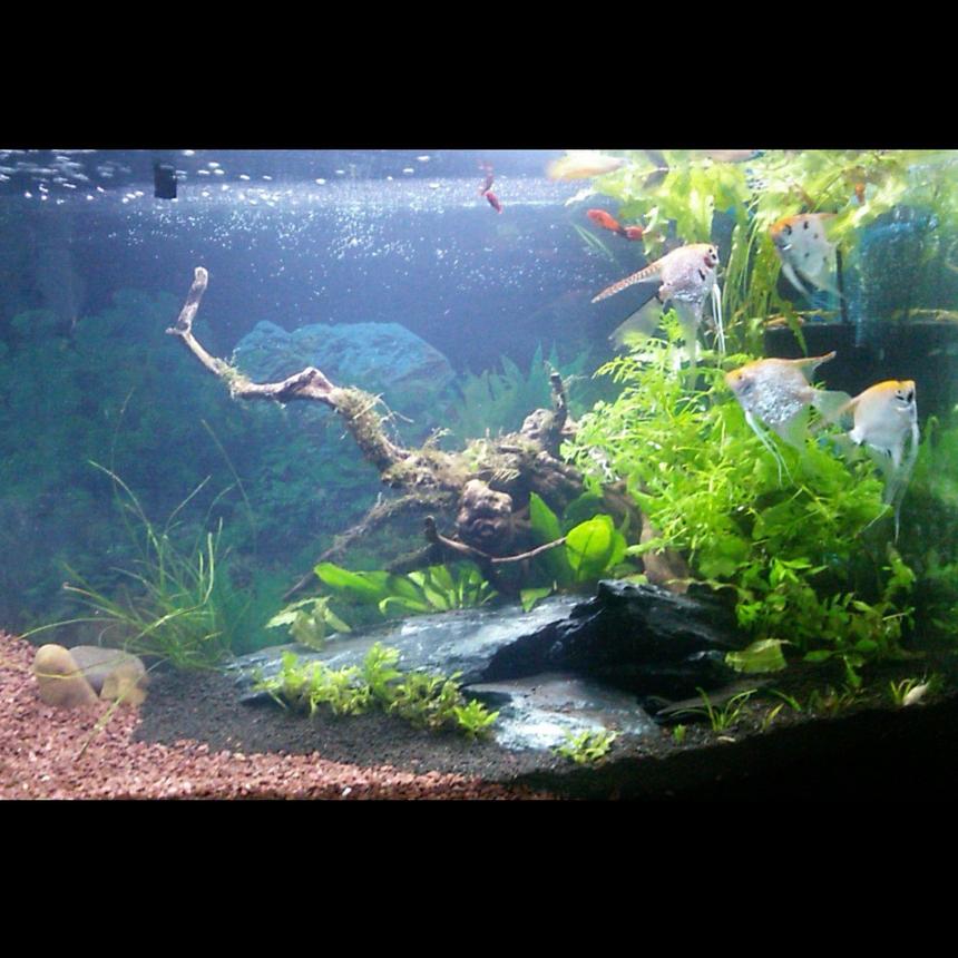 Rated #23: 55 Gallons Planted Tank - Planted tank with no co2!