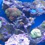 fish tank picture - Leather coral, zoas, green and purple hammer corals