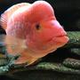 fish tank picture - Red devil cichlid