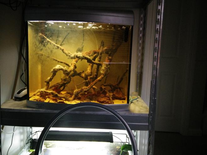 15 gallons freshwater fish tank (mostly fish and non-living decorations) - A nice blackwater biotope I recently set up.