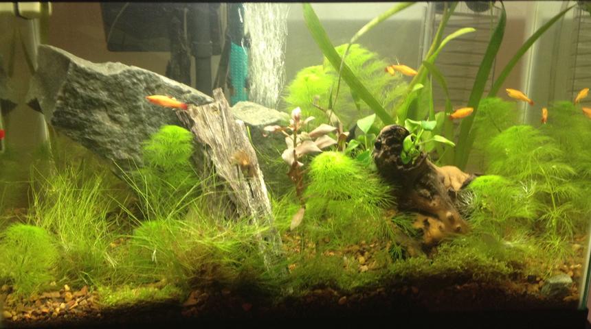 Rated #31: 10 Gallons Planted Tank - 3/29 6 weeks 

7.2 / 76*