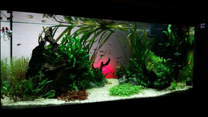 50 gallons planted tank (mostly live plants and fish) - MY zen