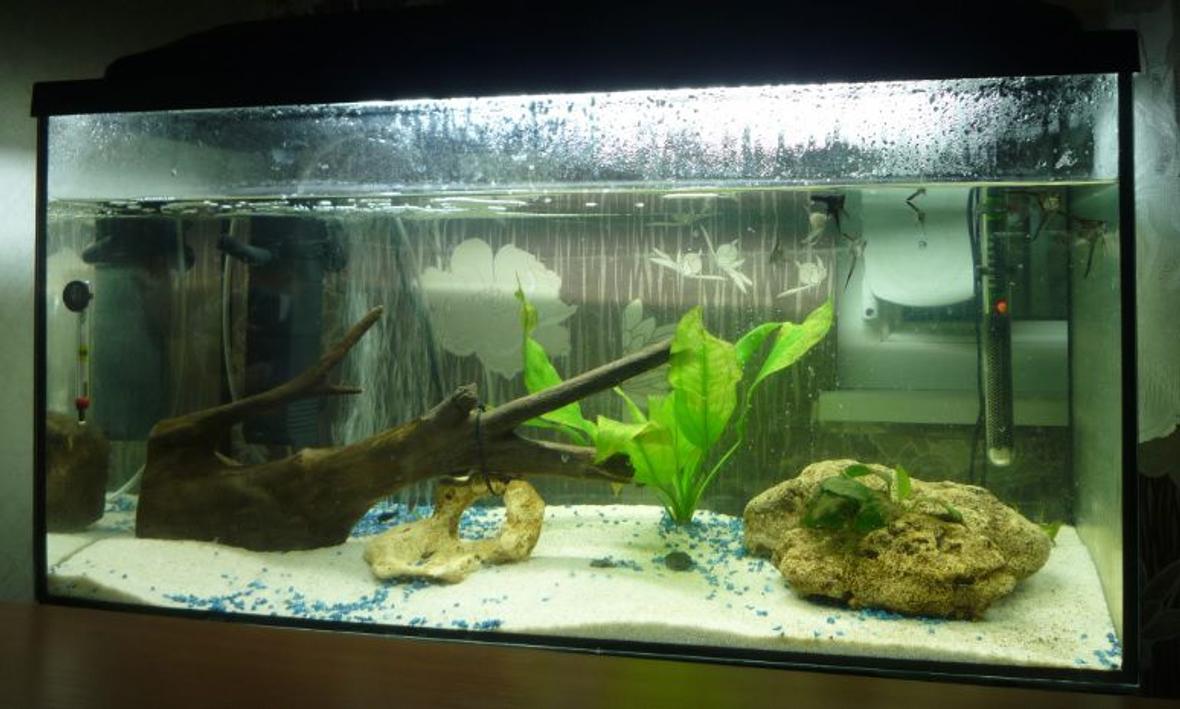 21 gallons planted tank (mostly live plants and fish) - My Fishtank