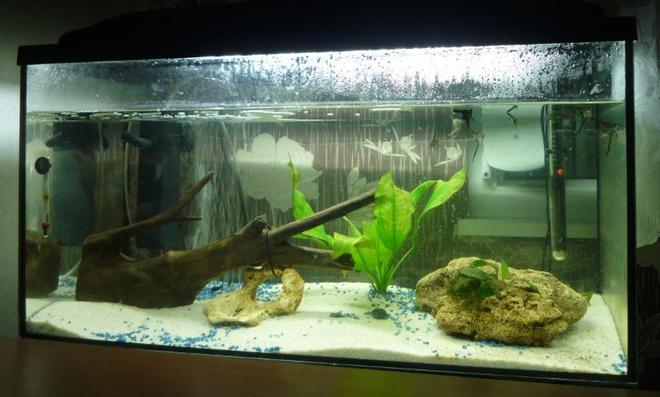 21 gallons planted tank (mostly live plants and fish) - My Fishtank