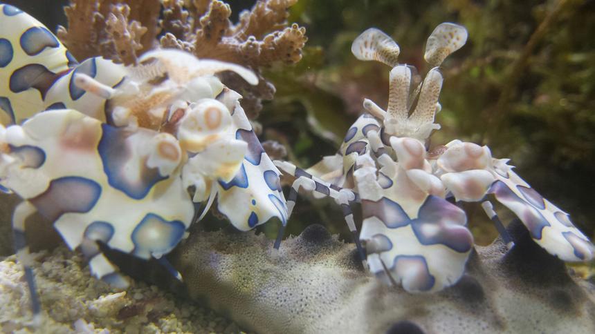 Rated #1: Saltwater Fish Stocking In 200 Gallons Tank - Harliquins taking down a starfish