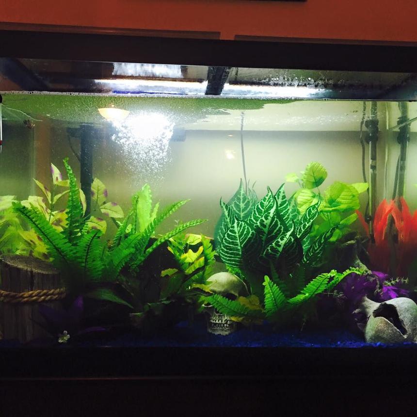 Rated #42: 65 Gallons Freshwater Fish Tank - My tank before addition of 2 Pearl, 2 Paradise and 2 Dwarf Gourami(all supposed m/f pairs) and 6 Serpae Tetra.