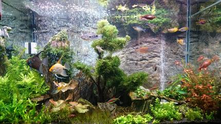 72 gallons planted tank (mostly live plants and fish) - Planted with Iwagumi woodstone and DIY sand waterfall