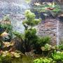 72 gallons planted tank (mostly live plants and fish) - Planted with Iwagumi woodstone and DIY sand waterfall