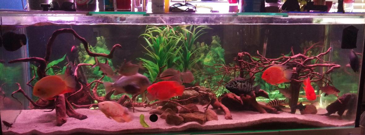 180 gallons freshwater fish tank (mostly fish and non-living decorations) - My freshwater setup