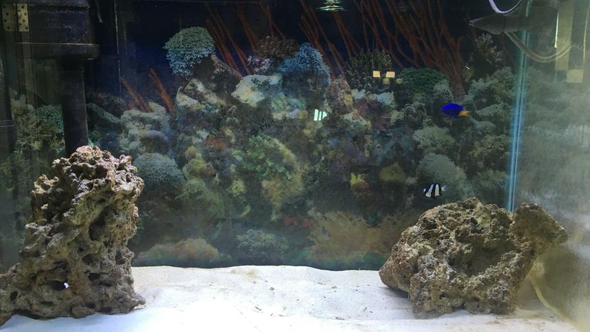 Rated #4: 29 Gallons Saltwater Fish Tank - Just the beginning