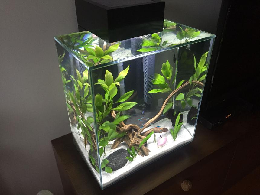 Rated #14: 12 Gallons Planted Tank - Fluval Edge 12 galon. Prishtina- Kosovo
