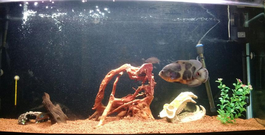Rated #69: 90 Gallons Freshwater Fish Tank - Oscar with a couple of jewels. German clay, driftwood, Artificial skull, barrel and plant.