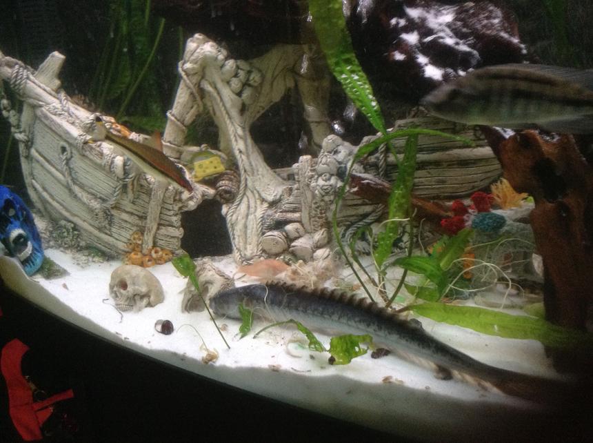 Rated #15: Freshwater Fish Stocking In 400 Gallons Tank - My dragon goby