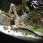 freshwater fish stocking in 400 gallons tank - My dragon goby