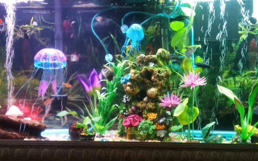 Rated #49: 65 Gallons Freshwater Fish Tank - My tank