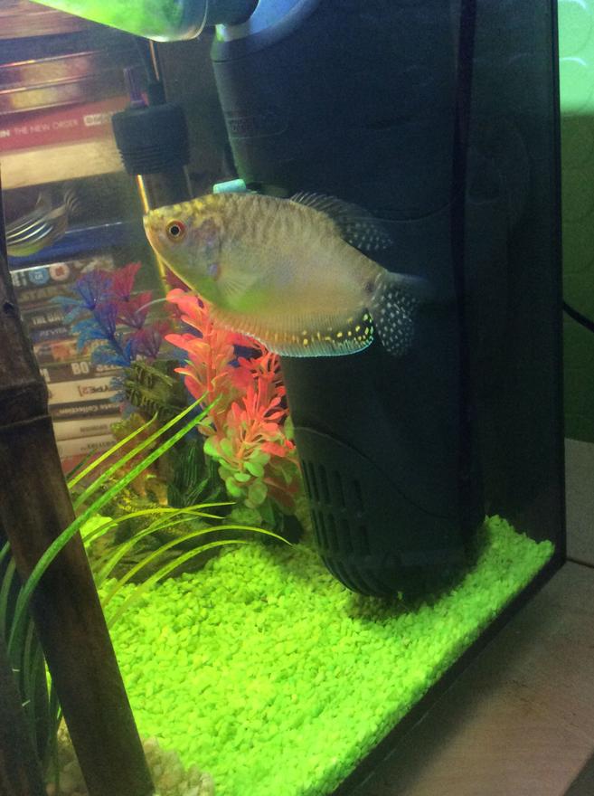 freshwater fish stocking in 9 gallons tank - My large gourami