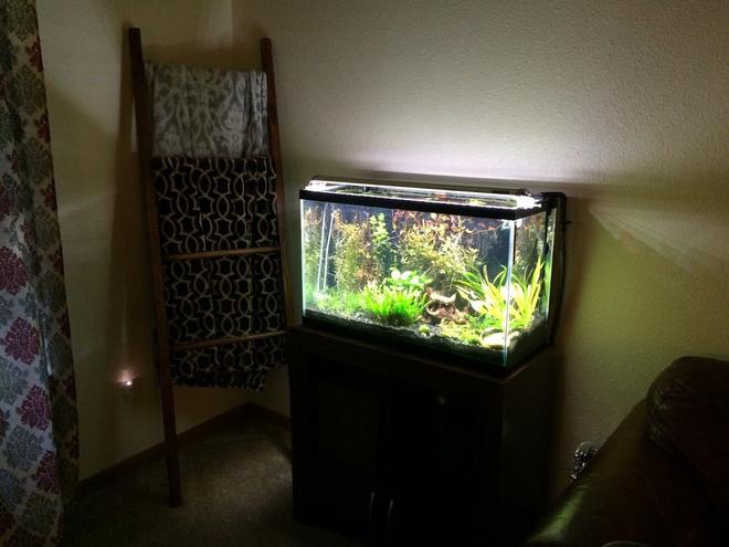 29 gallons planted tank (mostly live plants and fish) - High tech 29g running pressurized CO2.

-Plants-
Amazon Sword
Ammania Gracilis
Ludwigia repens
Micro Sword
Java Fern
Cryptocorne parva

-Lights-
Finnex Planted+

-Ferts-
Seachem Flourish
Seachem Trace
Osmocote+ Tabs