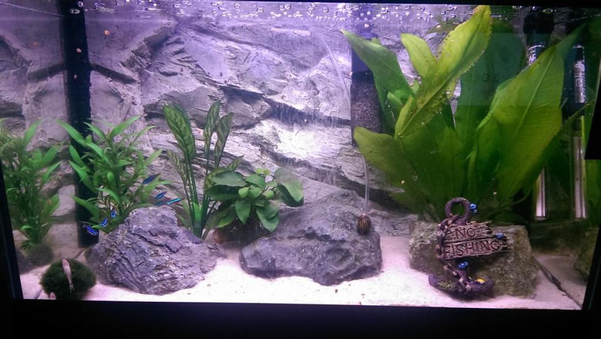 90 gallons freshwater fish tank (mostly fish and non-living decorations) - My old 60L Tropical tank. Marina Style 60 Tank. Play sand used as substrate. Grey rock fibreglass 3d background off ebay. Deep oceanic rocks from Dobbies. Two real plants and two cheap fake plants plus one moss ball.