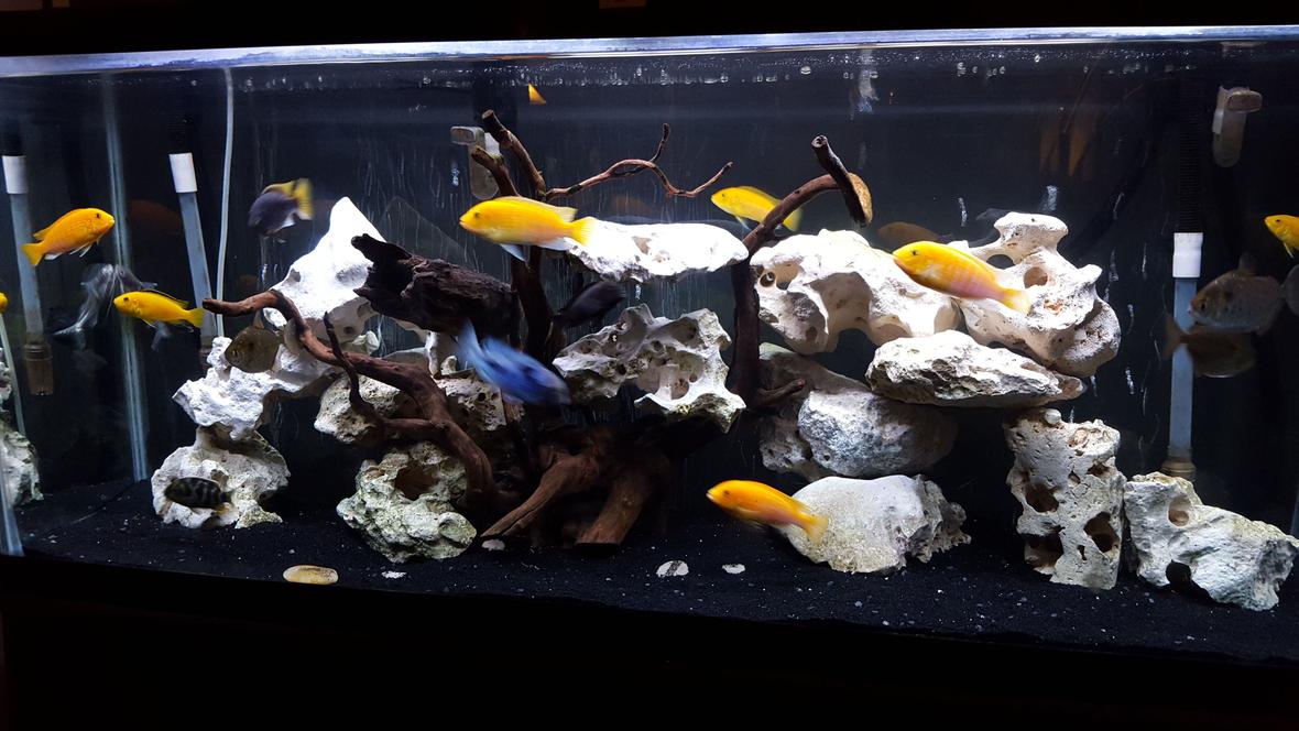 30 gallons reef tank (mostly live coral and fish) - Reef tank Softies