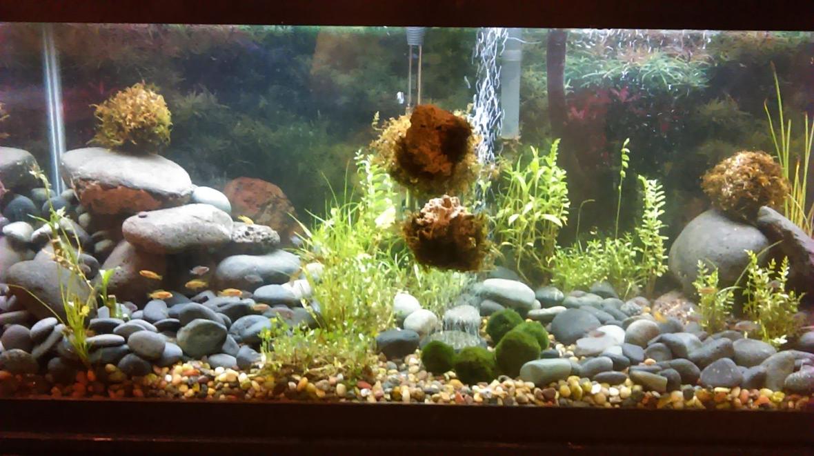 150 gallons planted tank (mostly live plants and fish) - just started this planted tank was using it to house fry decided to try it out all plants moss rocks and drift wood i got from the local river in my area realy liking it so going to order the proper lighting and co2 just need to do some research on what i need open for any suggestions