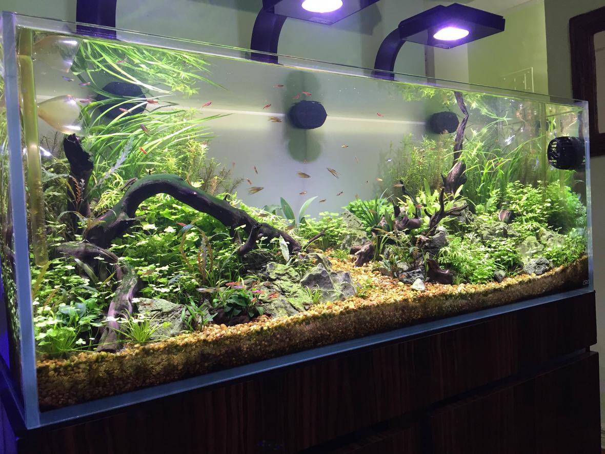 60 gallons planted tank (mostly live plants and fish) - ADA 60 SIDE 1