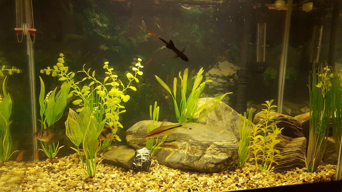 18 gallons freshwater fish tank (mostly fish and non-living decorations) - My current tank