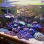 53 gallons reef tank (mostly live coral and fish) - Lps coral