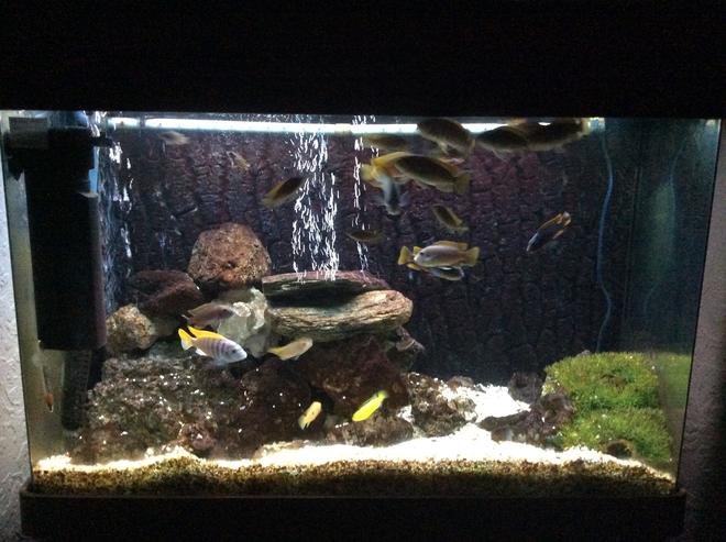 50 gallons freshwater fish tank (mostly fish and non-living decorations) - Here's my 50 gallon tank which has African Cichlids mostly peacocks, one bumblebee and jade cichlids.  Had the tank second hand which I will be changing to sand and lime stone soon..  Sorry for the poor photos which where taken on my iPad..