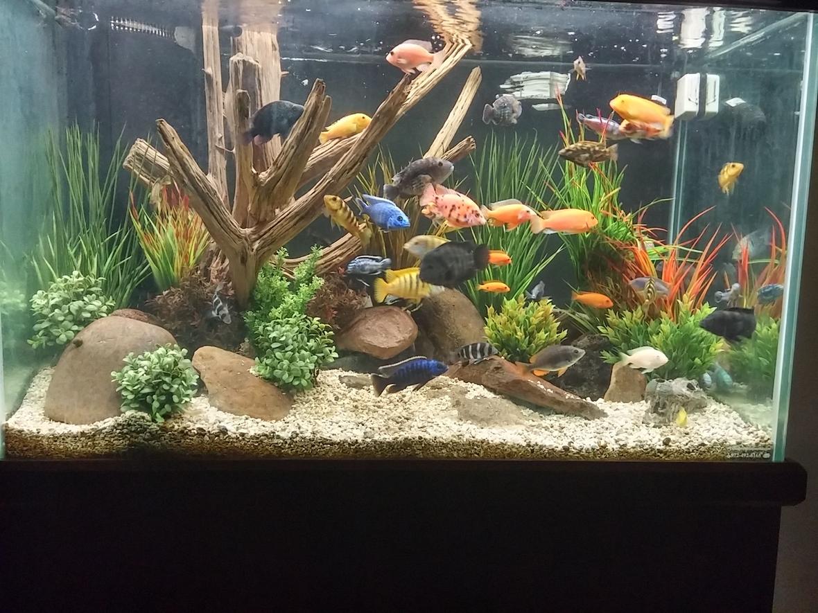 150 gallons freshwater fish tank (mostly fish and non-living decorations) - Mixed African cichlid tank