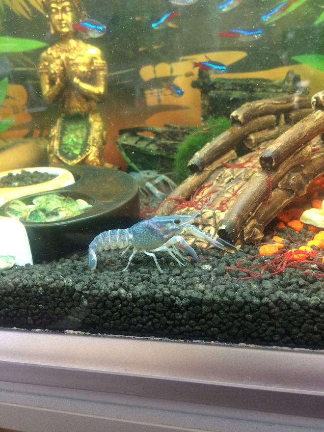 65 gallons freshwater fish tank (mostly fish and non-living decorations) - Buddha tank