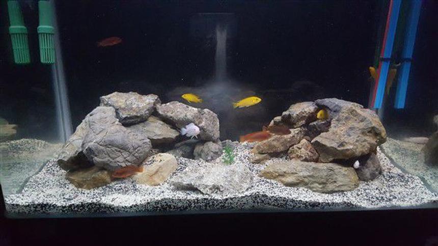 Rated #43: 65 Gallons Freshwater Fish Tank - just a simple photo from my tank