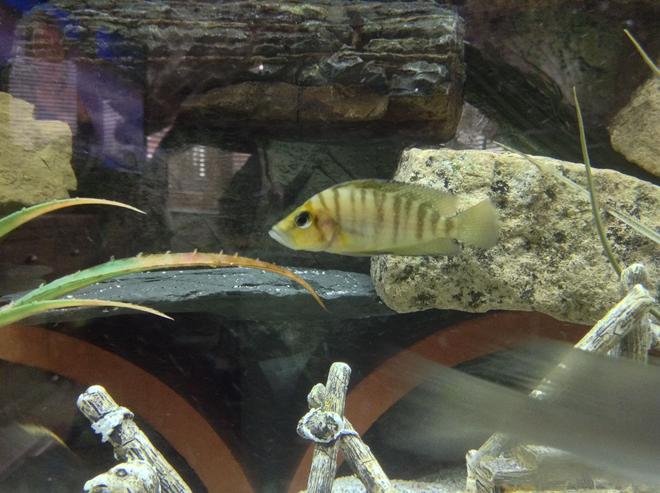 freshwater fish stocking in 300 gallons tank - Calvus chilling against his rock in style