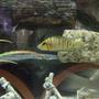 freshwater fish stocking in 300 gallons tank - Calvus chilling against his rock in style
