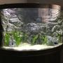 fish tank picture - Waiting for the Discus, tank ready to go