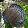 freshwater fish stocking in 55 gallons tank - Medium Schmidt-Focke Striated Turquoise Discus