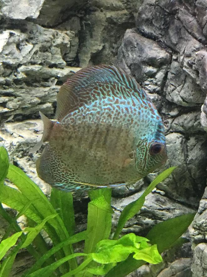 freshwater fish stocking in 55 gallons tank - Medium Blue Snakeskin Discus