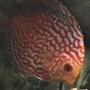 freshwater fish stocking in 55 gallons tank - Checkerboard Red Panda Discus