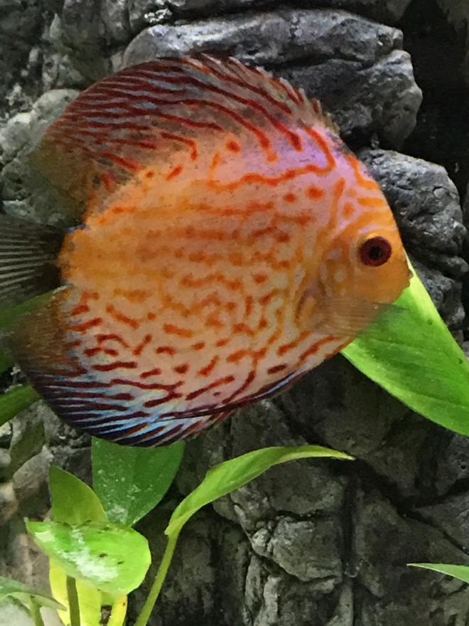 freshwater fish stocking in 55 gallons tank - Checkerboard Blue Panda Discus