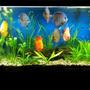 60 gallons planted tank (mostly live plants and fish) - 7 colorful discus