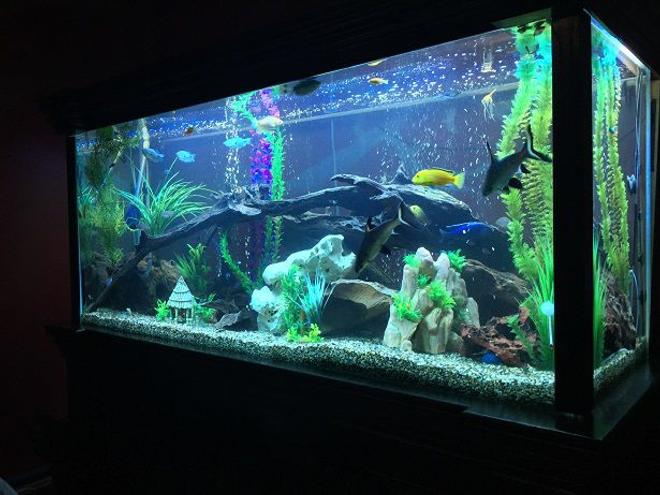 68 gallons freshwater fish tank (mostly fish and non-living decorations) - 850lt