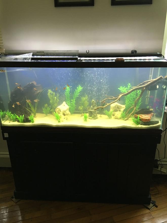 55 gallons freshwater fish tank (mostly fish and non-living decorations) - Coming together