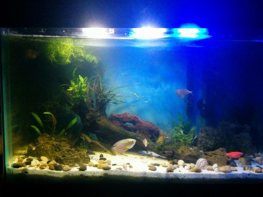 Rated #35: 10 Gallons Planted Tank