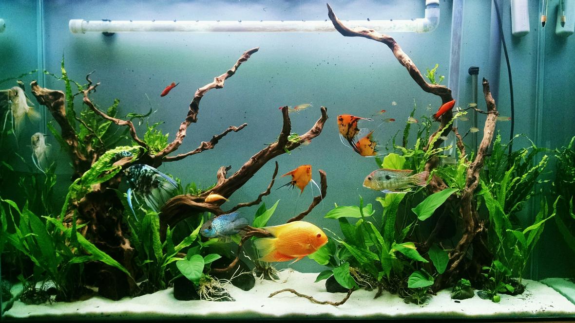80 gallons planted tank (mostly live plants and fish) - 80 gallon SA community