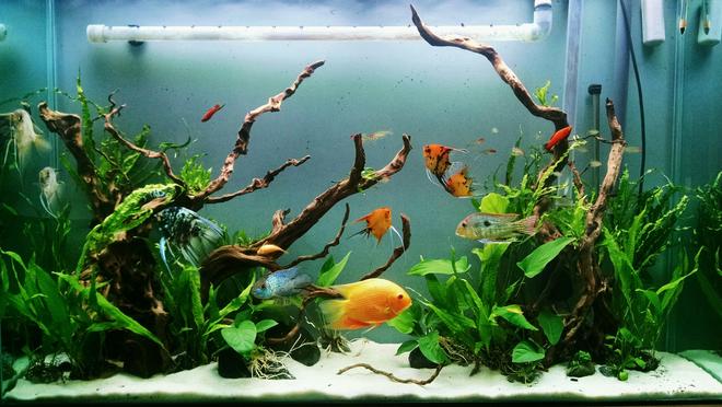 80 gallons planted tank (mostly live plants and fish) - 80 gallon SA community