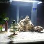 75 gallons saltwater fish tank (mostly fish, little/no live coral) - 2x Green Spotted Puffer