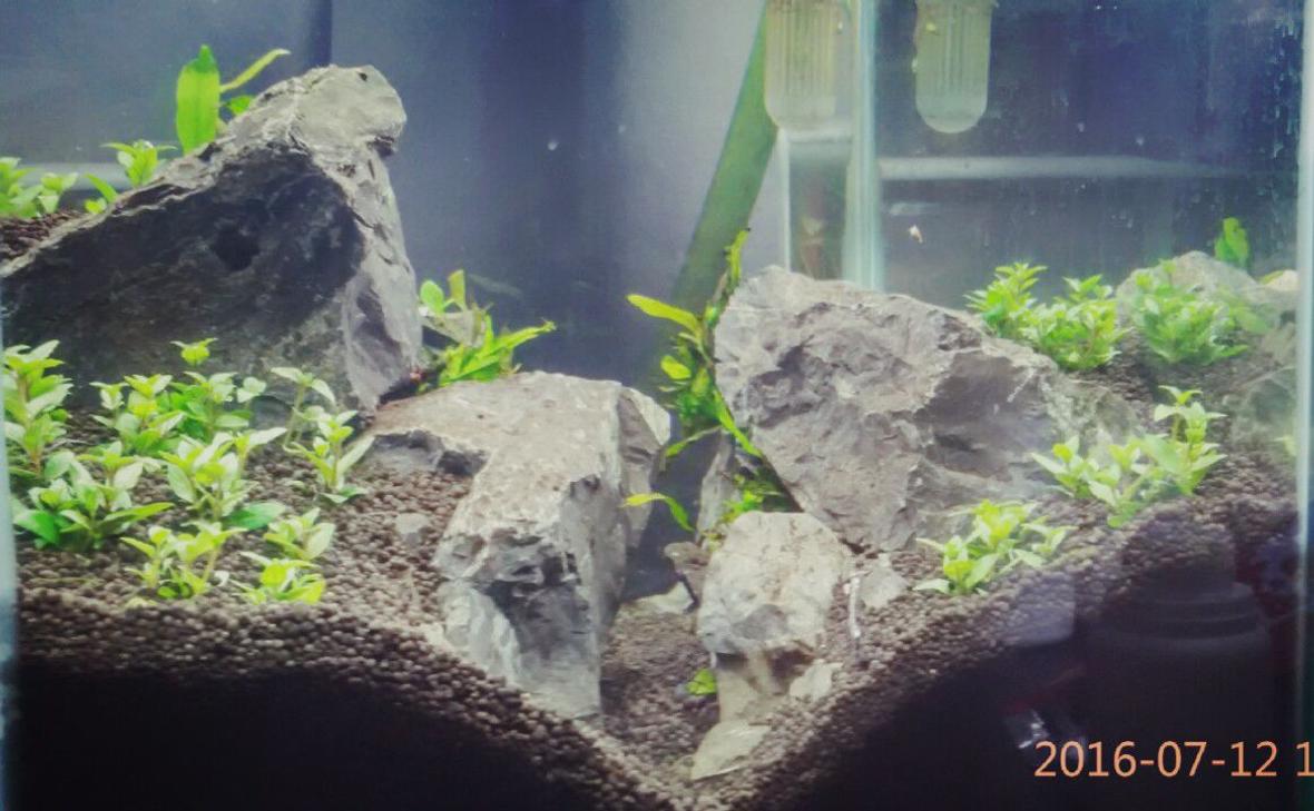 8 gallons planted tank (mostly live plants and fish) - HArdscape