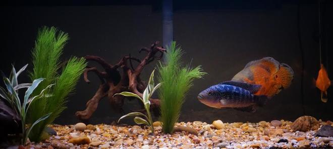 75 gallons freshwater fish tank (mostly fish and non-living decorations) - 75 gallon aquarium holding a Tiger Oscar, Jack Dempsey, and Blood Parrot. Planted with live ribbon plants and artificial fir hair aquarium plants.