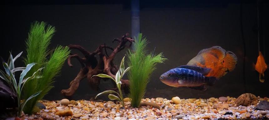 Rated #39: 75 Gallons Freshwater Fish Tank - 75 gallon aquarium holding a Tiger Oscar, Jack Dempsey, and Blood Parrot. Planted with live ribbon plants and artificial fir hair aquarium plants.